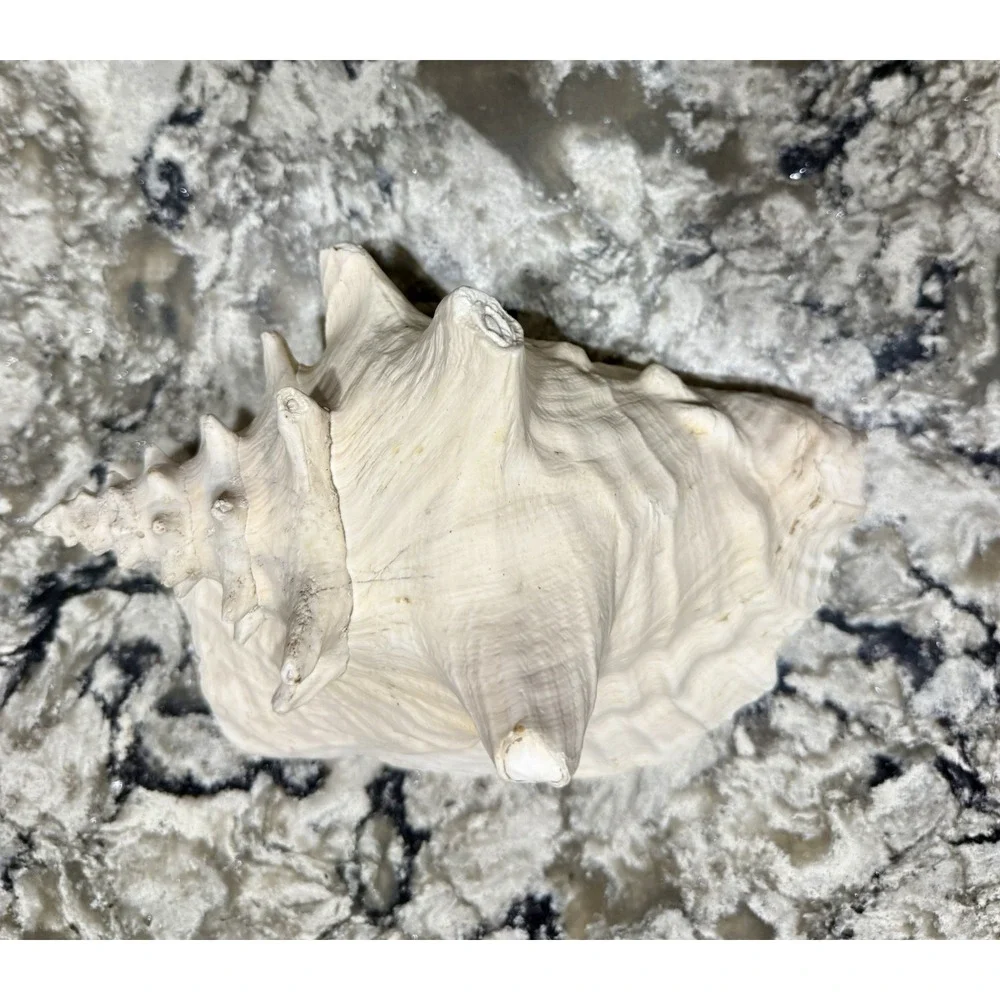 Large Natural Sea Shell Conch 9